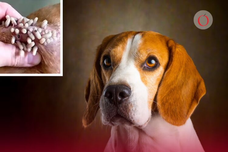 Alerta en México: el gusano barrenador avanza en perros y gatos; así puedes detectarlo a tiempo