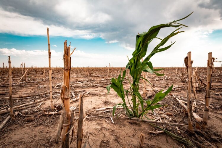 Sequía paraliza la siembra de sorgo en San Fernando; sin lluvias a la vista