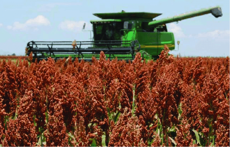 A TAMBOR BATIENTE/ ¿Y EL PRECIO DEL SORGO?