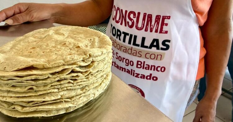 El sorgo blanco: una alternativa para abaratar el costo de las tortillas