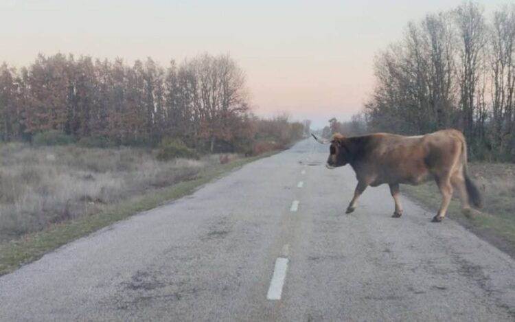 Vacas sueltas siguen provocando accidentes en carreteras
