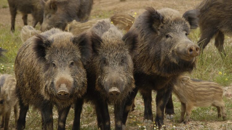 Fauna silvestre excesiva en el campo de San Fernando y la región