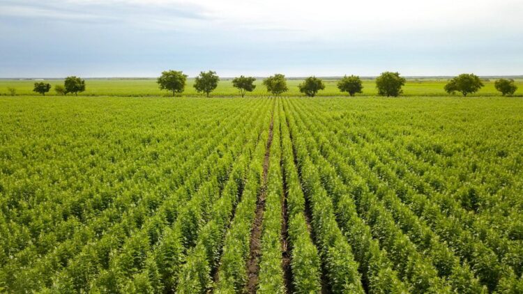El ajonjolí, un cultivo prometedor; está muy bien pagado y hay alta demanda