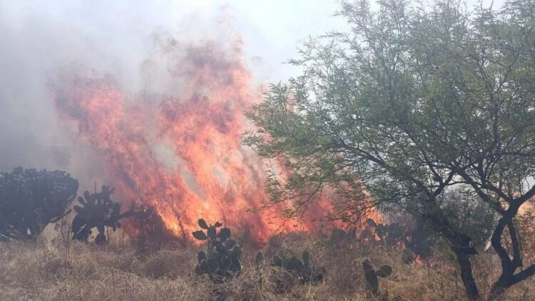 Inicia temporada crítica de incendios forestales; el factor humano es la principal causa