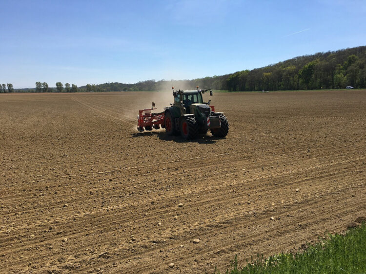 Crisis en el campo: Sequía y bajos precios asfixian a productores de sorgo