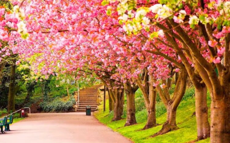 Hoy inicia la primavera, estación que pone alegría en el rostro de la naturaleza
