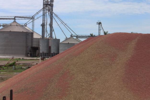 Temen productores de sorgo sufrir más abusos de “los coyotes” de granos