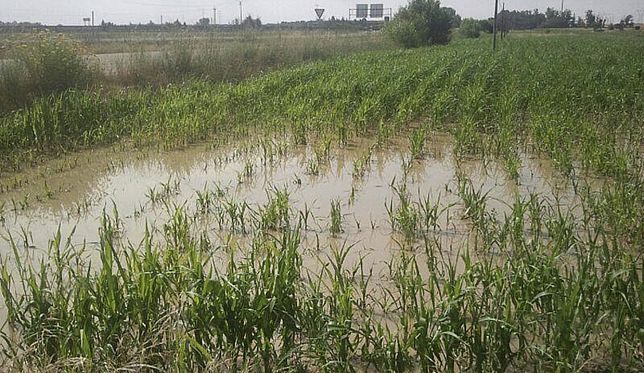 Temen productores que llueva mientras realizan las trillas de sorgo