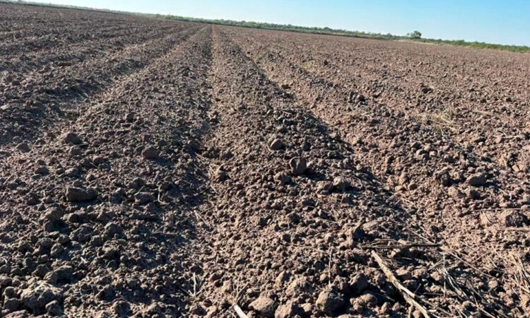 La región de San Fernando dejará de producir importante volumen de sorgo