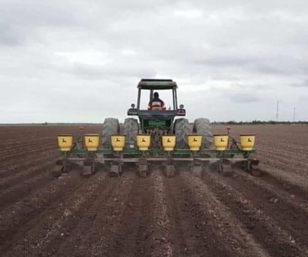 Lluvias impulsarán siembras de sorgo en San Fernando