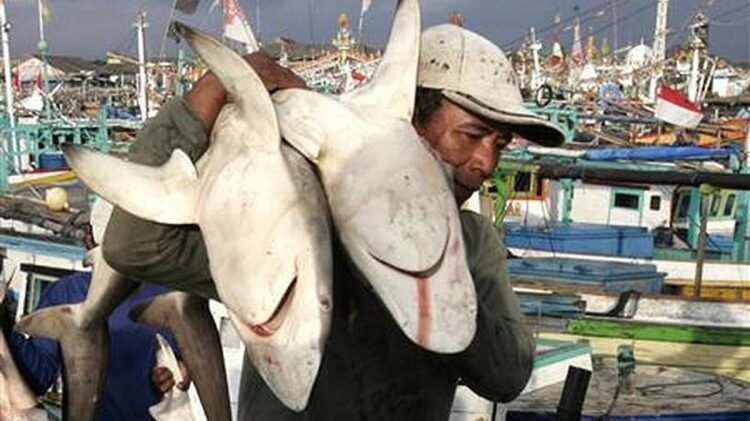 El 1 de Mayo arranca veda de tiburón en el Golfo de México