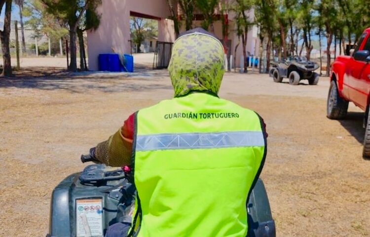 Intensifica Tamaulipas monitoreo y resguardo de nidos de tortuga lora