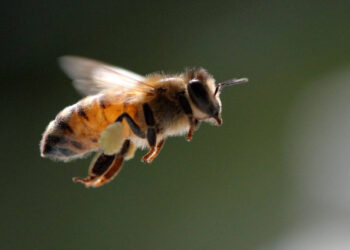 Tenga cuidado con las abejas africanas; andan muy agresivas