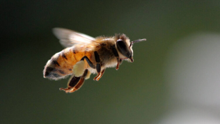 Tenga cuidado con las abejas africanas; andan muy agresivas