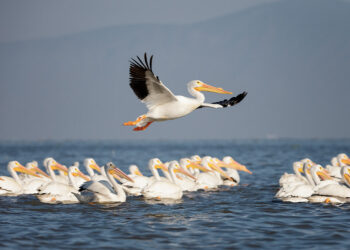 En la laguna madre hacen escala vistosas aves migratorias