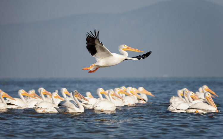 En la laguna madre hacen escala vistosas aves migratorias