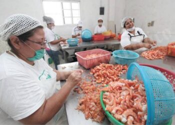 El camarón de San Fernando tiene fama a nivel nacional