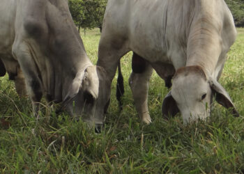 Ganaderos contentos por las lluvias; semovientes tienen agua y comida