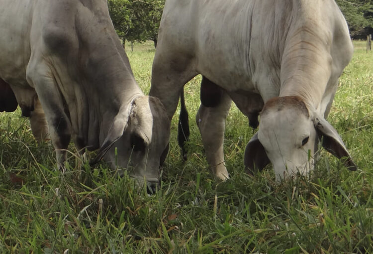 Ganaderos contentos por las lluvias; semovientes tienen agua y comida