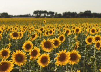 Decrece interés por siembra de sorgo entre agricultores de la región