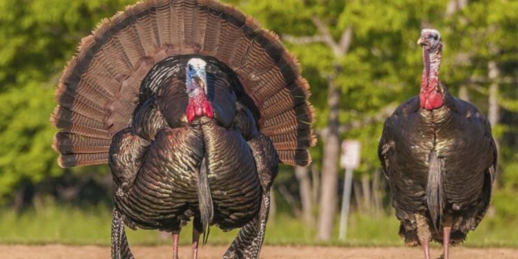Terminó periodo de caza de guajolote silvestre; sigue temporada de “Alas Blancas”
