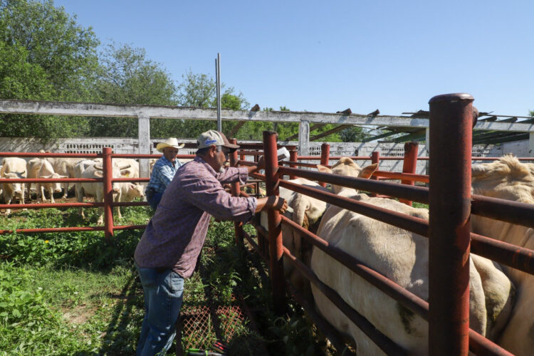 Gobierno municipal fortalece al sector ganadero con apoyos gratuitos de sanidad animal