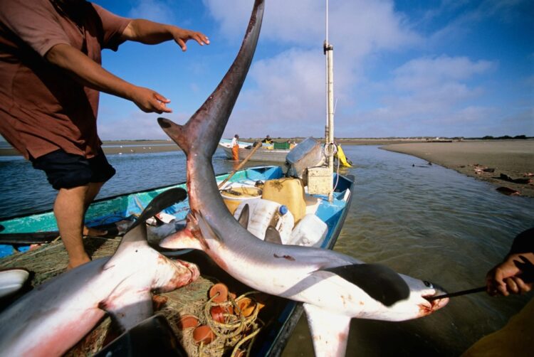 Veda de tiburón reduce ingresos de los pescadores