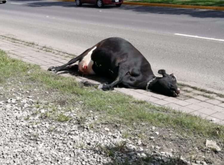 Se mantiene peligro con ganado suelto en las carreteras de la región