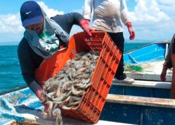 Veda de camarón traerá dificultades a pescadores  y sus familias