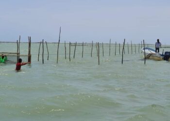 Pescadores se preparan para enfrentar la veda de camarón