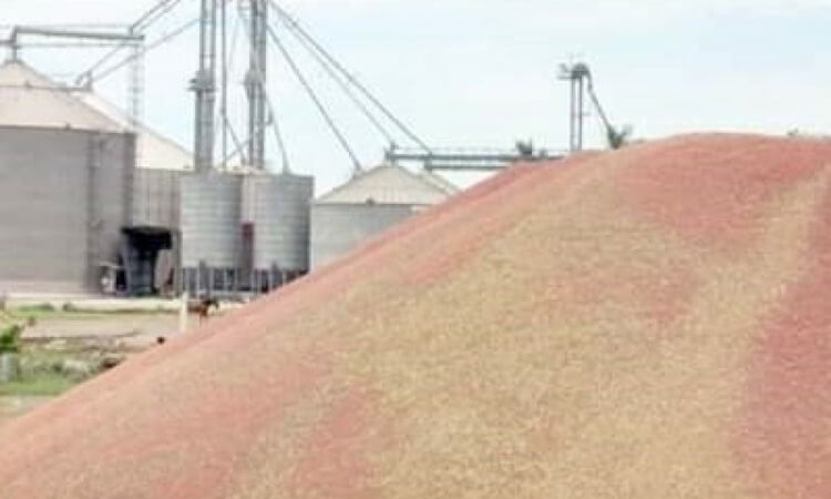 Siguen problemas para vender sorgo de San Fernando; industriales prefieren comprar el de EUA