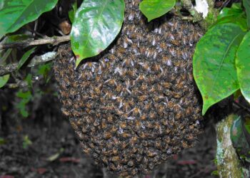 Abejas africanizadas por naturaleza son agresivas