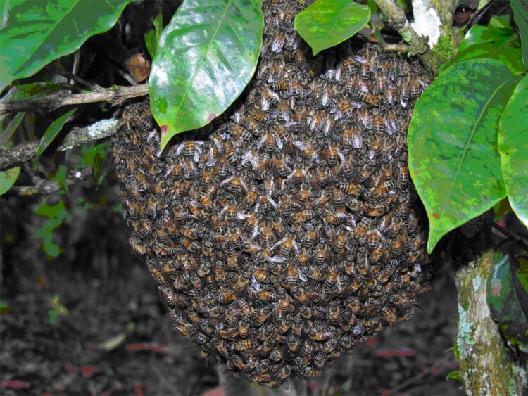 Abejas africanizadas por naturaleza son agresivas