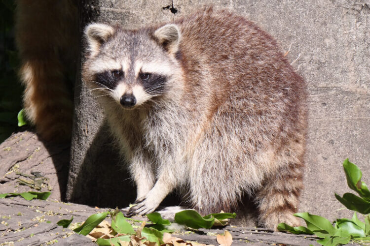 Hombre quema vivo a mapache en Matamoros; alcalde investiga caso de maltrato animal