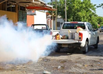 Se ríen zancudos de los insecticidas