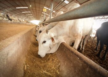 Productores ganaderos omiten reportar casos de gusano barrenador en Tamaulipas