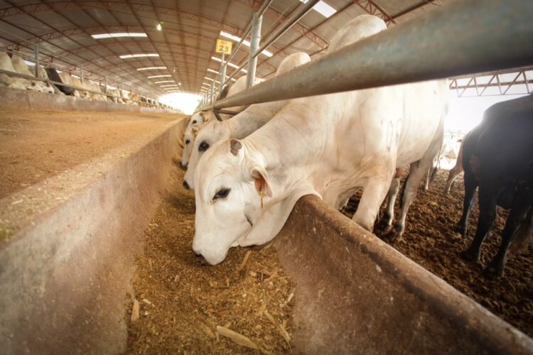 Productores ganaderos omiten reportar casos de gusano barrenador en Tamaulipas