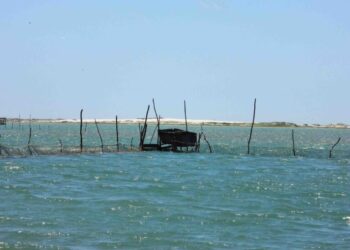 Veda de camarón en laguna madre en marcha; cero infracciones