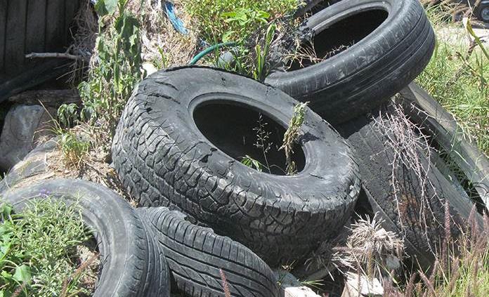 Llantas fuera de uso con criaderos naturales de zancudos