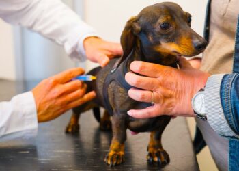 Vacunar a los perros contra la rabia, es elemental para protegerlos
