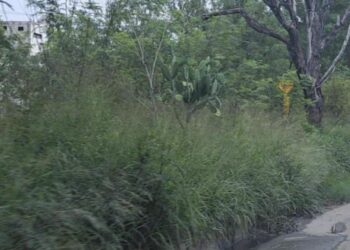 Terrenos llenos de monte; un problema de muchos años sin solución