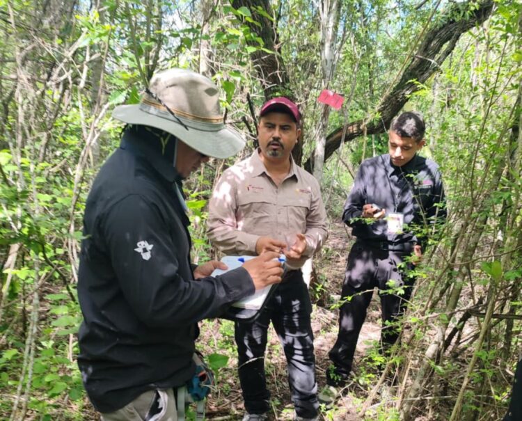Refuerza Tamaulipas la vigilancia para proteger a la paloma ala blanca