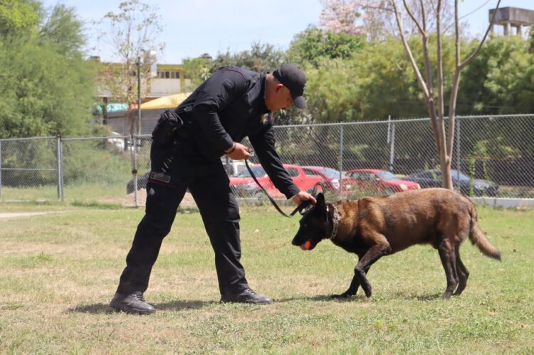 Binomios K-9 de la Guardia Estatal fortalecen la seguridad y la cercanía con la ciudadanía