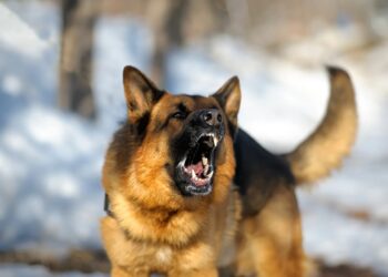 Cuidado con los perros callejeros; fuerte calor los hace mas agresivos