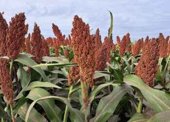 Lluvias pusieron en pausa trillas de sorgo en San Fernando