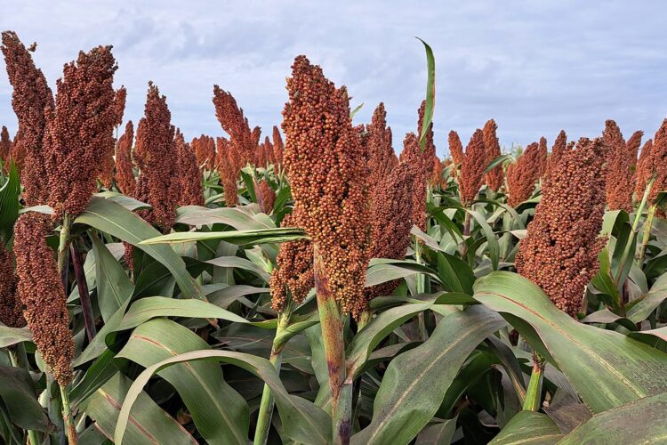 Lluvias pusieron en pausa trillas de sorgo en San Fernando