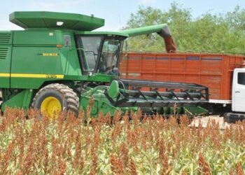 Trillas de sorgo en San Fernando están concluyendo