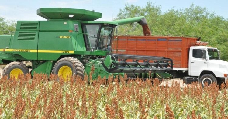 Trillas de sorgo en San Fernando están concluyendo