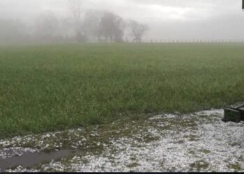 Interrumpen lluvias continuidad de las trillas de sorgo