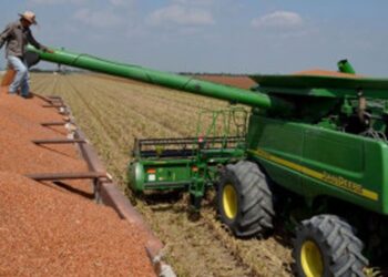    Trillas de sorgo rebasan el 40 por ciento de la superficie sembrada en San Fernando